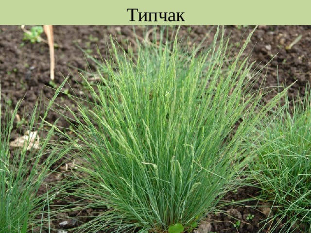 Типчак 