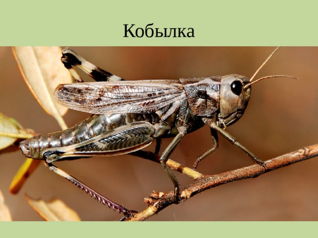 Кобылка 