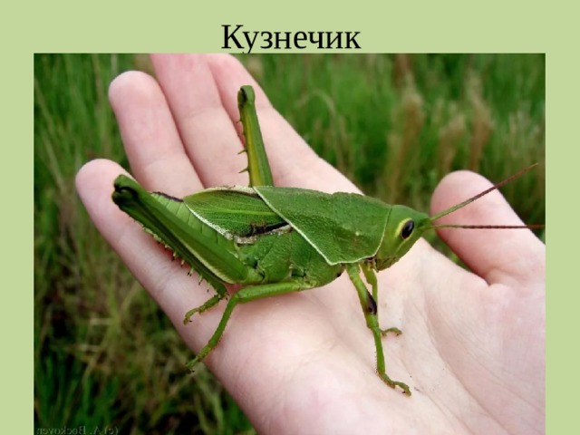 Кузнечик 