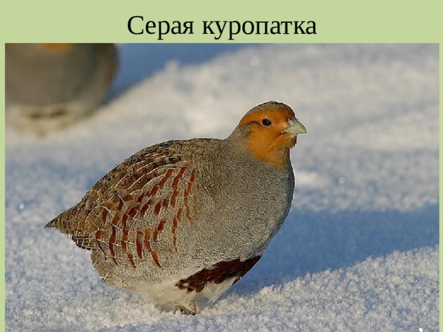 Серая куропатка 