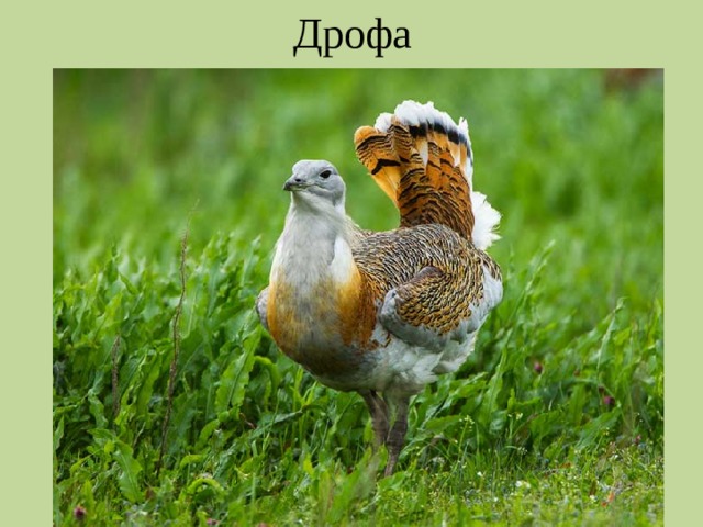 Дрофа 