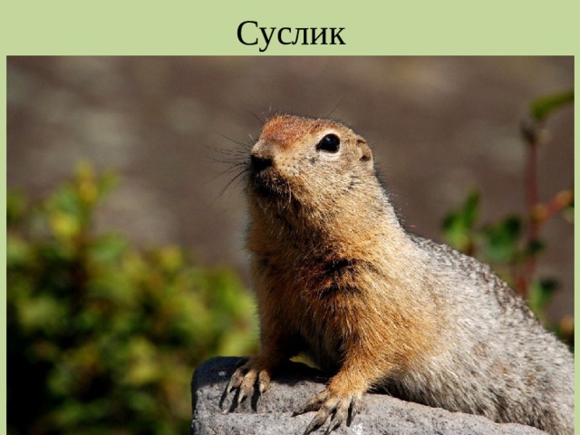 Суслик 