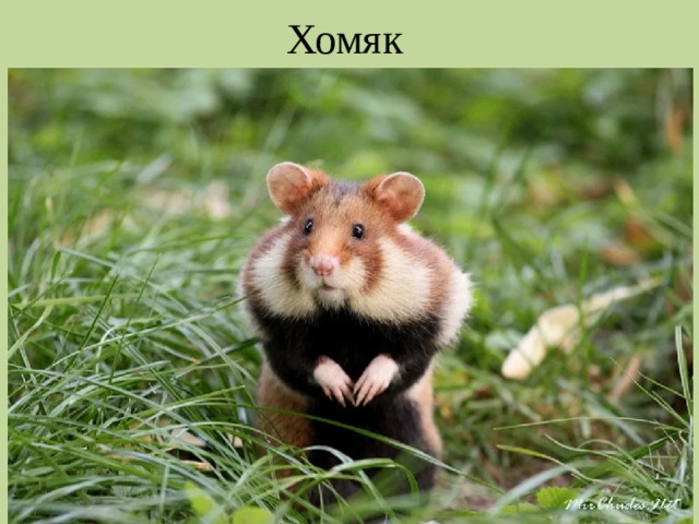 Хомяк 
