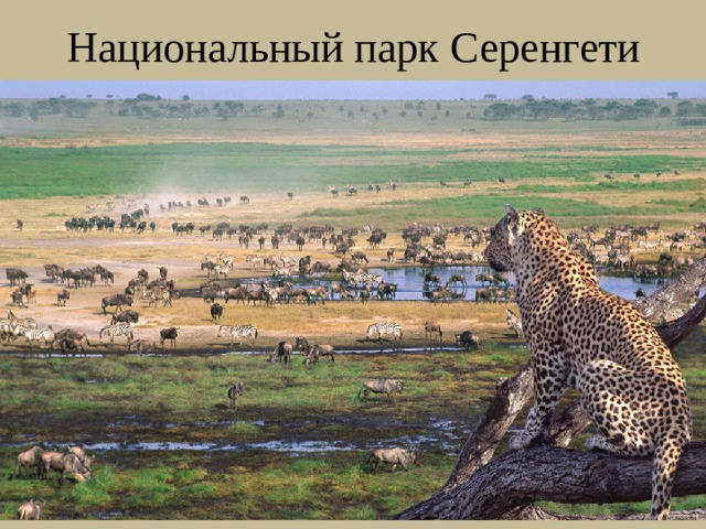 Национальный парк Серенгети 