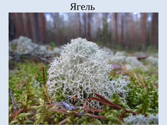 Ягель 