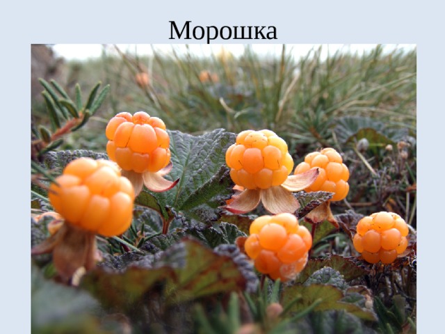 Морошка 