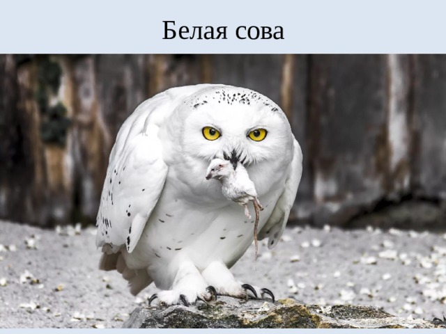 Белая сова 