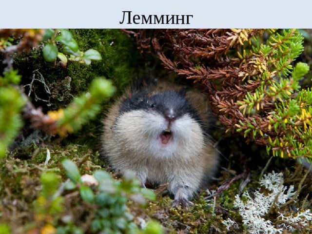 Лемминг 