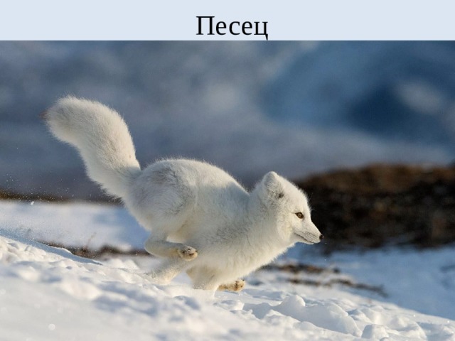 Песец 