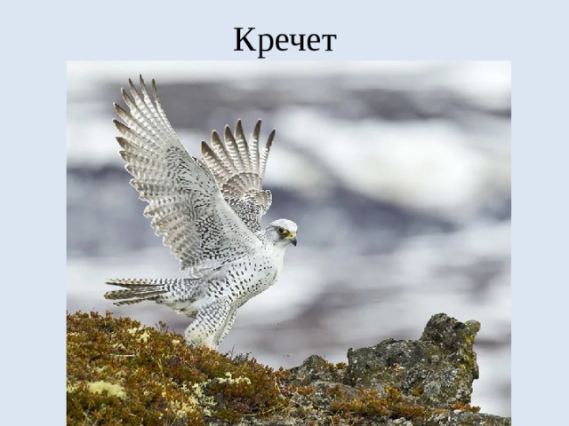 Кречет 
