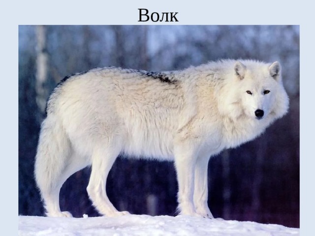 Волк 