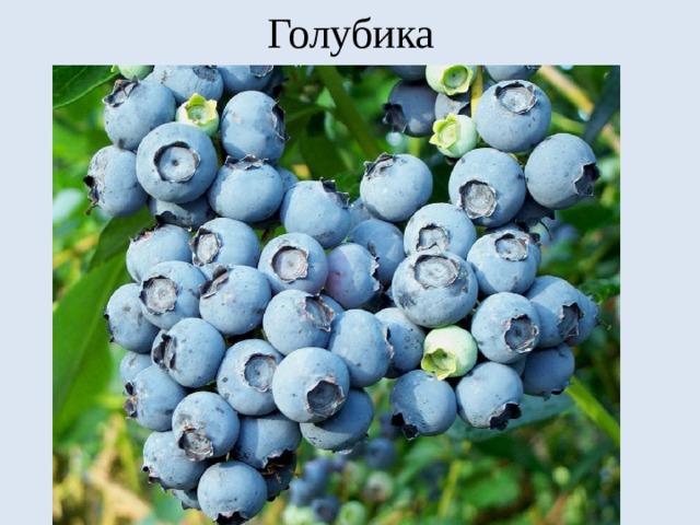 Голубика 