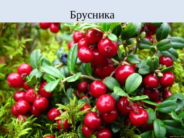 Брусника 