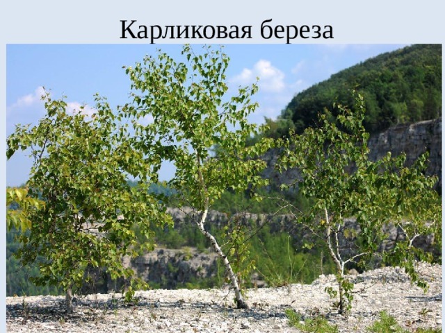 Карликовая береза 