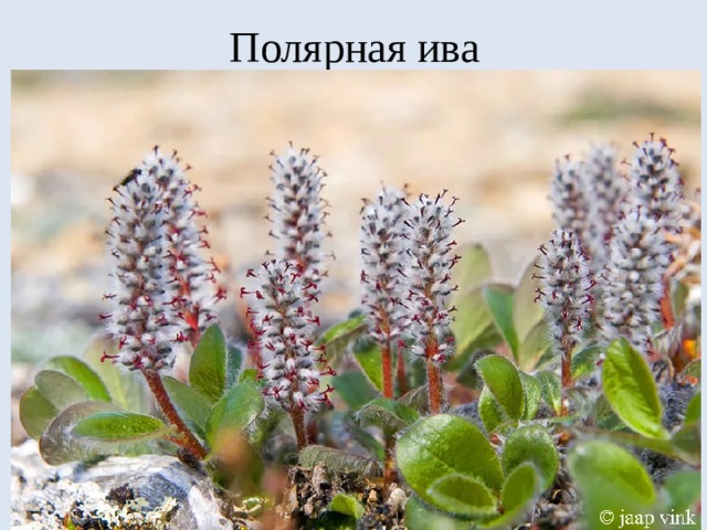 Полярная ива 