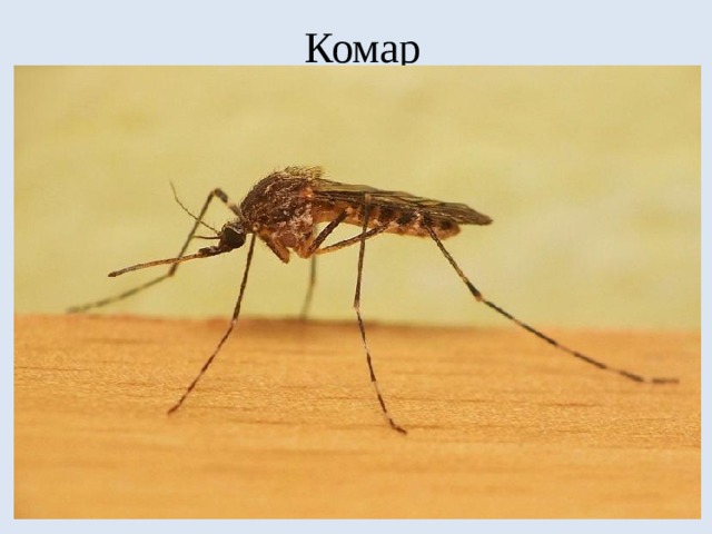 Комар 