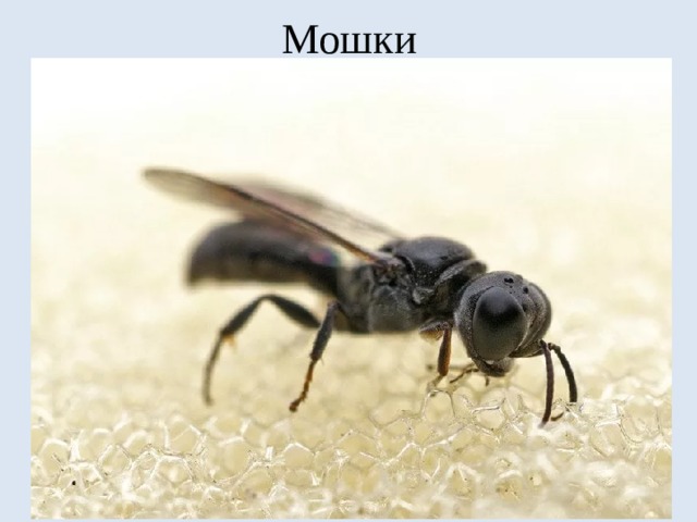 Мошки 