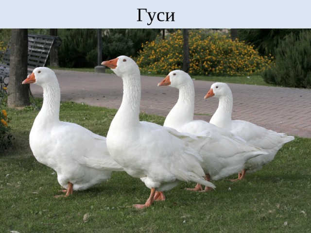 Гуси 