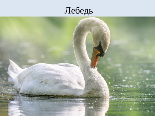 Лебедь 