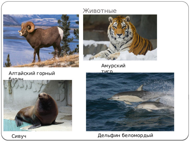 Животные Амурский тигр Алтайский горный баран Дельфин беломордый Сивуч 