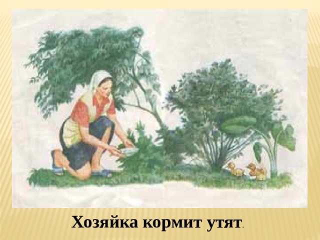 Хозяйка кормит утят . 