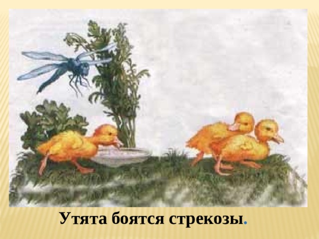 Утята боятся стрекозы . 