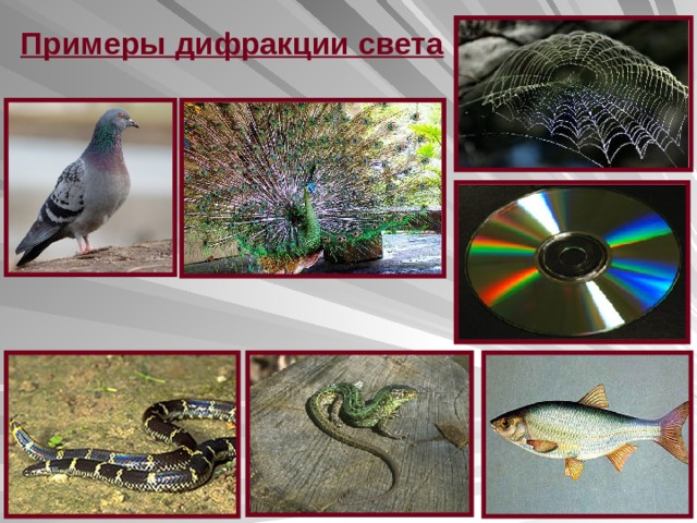 Примеры дифракции света 