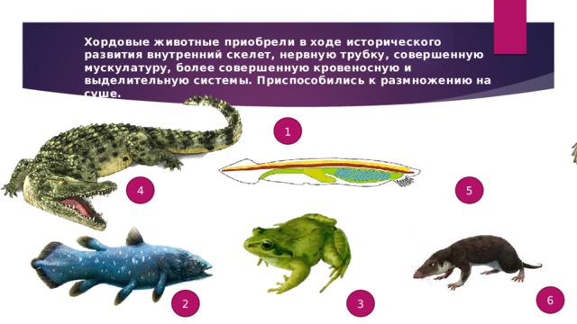 Хордовые животные приобрели в ходе исторического развития внутренний скелет, нервную трубку, совершенную мускулатуру, более совершенную кровеносную и выделительную системы. Приспособились к размножению на суше. 1 4 5 6 2 3 