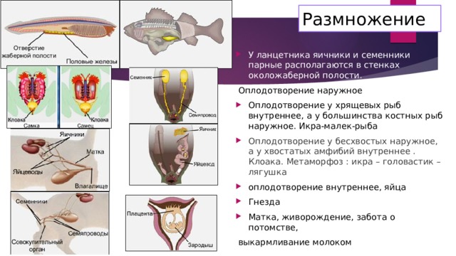 Размножение У ланцетника яичники и семенники парные располагаются в стенках околожаберной полости.  Оплодотворение наружное Оплодотворение у хрящевых рыб внутреннее, а у большинства костных рыб наружное. Икра-малек-рыба Оплодотворение у бесхвостых наружное, а у хвостатых амфибий внутреннее . Клоака. Метаморфоз : икра – головастик – лягушка оплодотворение внутреннее, яйца Гнезда Матка, живорождение, забота о потомстве,  выкармливание молоком 