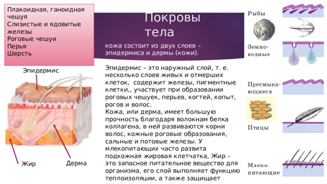 Плакоидная, ганоидная чешуя Слизистые и ядовитые железы Роговые чешуи Перья Шерсть Покровы тела кожа состоит из двух слоев – эпидермиса и дермы (кожи). Эпидермис – это наружный слой, т. е. несколько слоев живых и отмерших клеток, содержит железы, пигментные клетки,, участвует при образовании роговых чешуек, перьев, когтей, копыт, рогов и волос. Кожа, или дерма, имеет большую прочность благодаря волокнам белка коллагена, в ней развиваются корни волос, кожные роговые образования, сальные и потовые железы. У млекопитающих часто развита подкожная жировая клетчатка, Жир – это запасное питательное вещество для организма, его слой выполняет функцию теплоизоляции, а также защищает внутренние органы. Эпидермис Дерма Жир 
