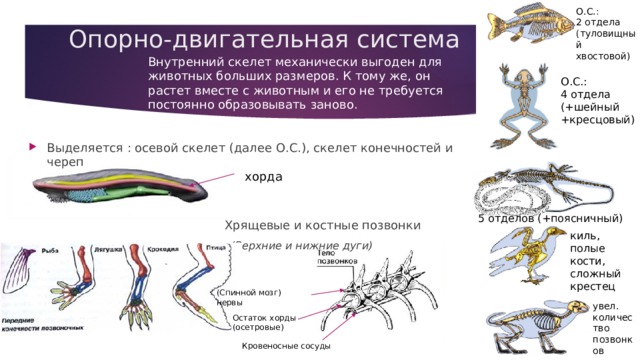 О.С.: 2 отдела (туловищный хвостовой) Опорно-двигательная система Внутренний скелет механически выгоден для животных больших размеров. К тому же, он растет вместе с животным и его не требуется постоянно образовывать заново. О.С.: 4 отдела (+шейный +кресцовый) Выделяется : осевой скелет (далее О.С.), скелет конечностей и череп  Хрящевые и костные позвонки  (Верхние и нижние дуги) хорда О.С.: 5 отделов (+поясничный) киль, полые кости,   сложный крестец увел. количество позвонков (Спинной мозг) нервы Остаток хорды (осетровые) Кровеносные сосуды 
