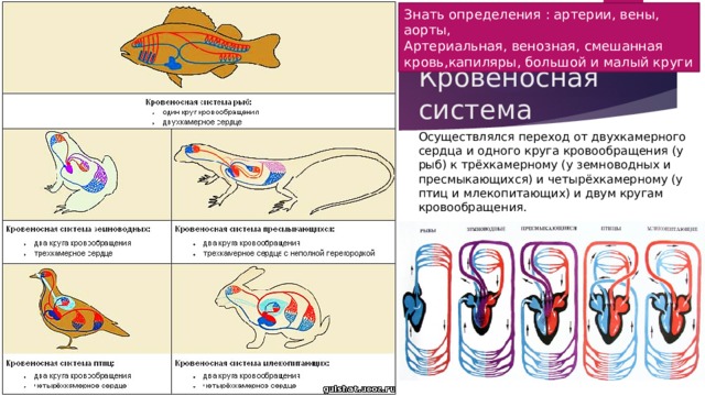 Знать определения : артерии, вены, аорты, Артериальная, венозная, смешанная кровь,капиляры, большой и малый круги Кровеносная система Осуществлялся переход от двухкамерного сердца и одного круга кровообращения (у рыб) к трёхкамерному (у земноводных и пресмыкающихся) и четырёхкамерному (у птиц и млекопитающих) и двум кругам кровообращения. 