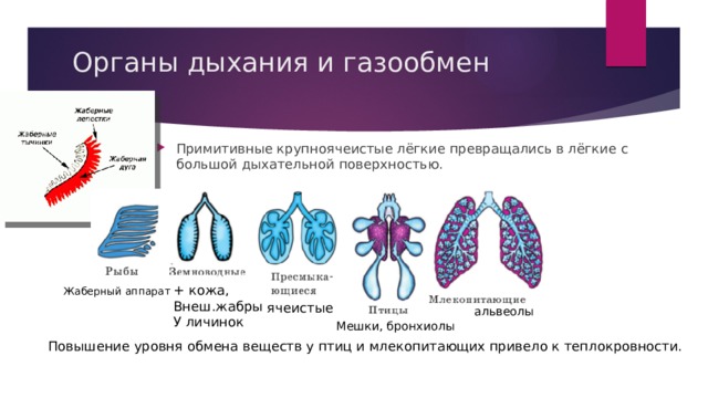 Органы дыхания и газообмен   Примитивные крупноячеистые лёгкие превращались в лёгкие с большой дыхательной поверхностью. + кожа, Внеш.жабры У личинок Жаберный аппарат ячеистые альвеолы Мешки, бронхиолы Повышение уровня обмена веществ у птиц и млекопитающих привело к теплокровности. 