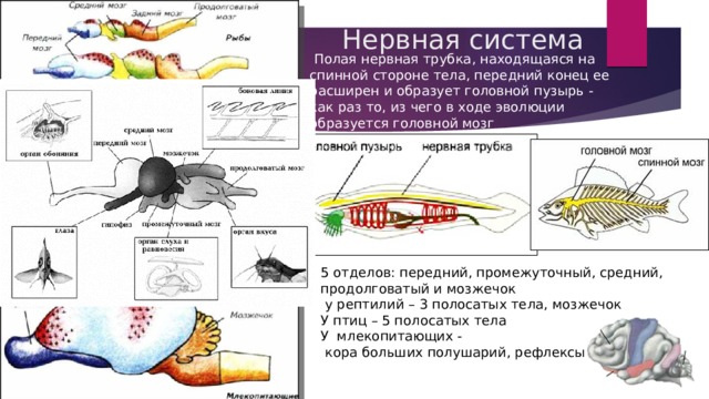 Нервная система  Полая нервная трубка, находящаяся на спинной стороне тела, передний конец ее расширен и образует головной пузырь - как раз то, из чего в ходе эволюции образуется головной мозг 5 отделов: передний, промежуточный, средний, продолговатый и мозжечок  у рептилий – 3 полосатых тела, мозжечок У птиц – 5 полосатых тела У млекопитающих -  кора больших полушарий, рефлексы 