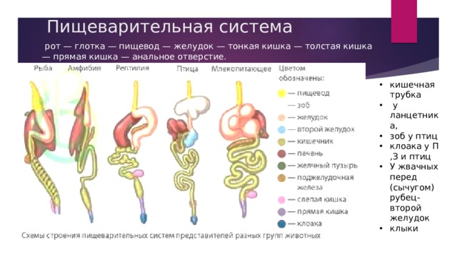 Пищеварительная система  рот — глотка — пищевод — желудок — тонкая кишка — толстая кишка — прямая кишка — анальное отверстие. кишечная трубка  у ланцетника, зоб у птиц клоака у П ,З и птиц У жвачных перед (сычугом) рубец-второй желудок клыки 