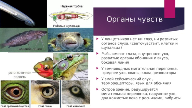 Органы чувств У ланцетников нет ни глаз, ни развитых органов слуха, (светочувствит. клетки и щупальца) Рыбы имеют глаза, внутреннее ухо, развитые органы обоняния и вкуса, боковая линия У земноводных мигательная перепонка,  среднее ухо, хоаны, кожа, резонаторы У змей сейсмический слух , терморецепторы, язык для обоняния Острое зрение, редуцируется мигательная перепонка, наружное ухо, два кожистых века с ресницами, вибрисы 