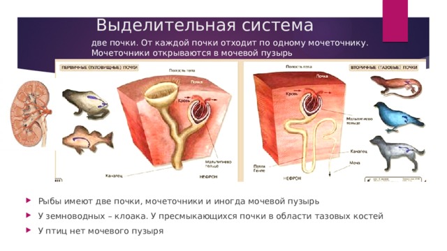 Выделительная система две почки. От каждой почки отходит по одному мочеточнику. Мочеточники открываются в мочевой пузырь Рыбы имеют две почки, мочеточники и иногда мочевой пузырь У земноводных – клоака. У пресмыкающихся почки в области тазовых костей У птиц нет мочевого пузыря 