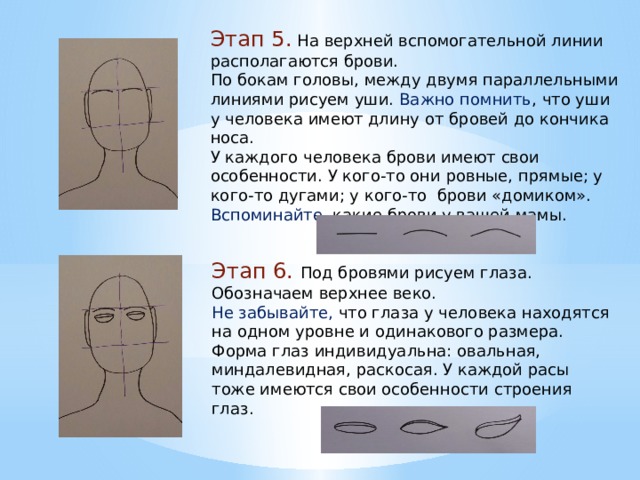 Этап 5. На верхней вспомогательной линии располагаются брови. По бокам головы, между двумя параллельными линиями рисуем уши. Важно помнить , что уши у человека имеют длину от бровей до кончика носа. У каждого человека брови имеют свои особенности. У кого-то они ровные, прямые; у кого-то дугами; у кого-то брови «домиком». Вспоминайте, какие брови у вашей мамы. а Этап 6. Под бровями рисуем глаза. Обозначаем верхнее веко. Не забывайте, что глаза у человека находятся на одном уровне и одинакового размера. Форма глаз индивидуальна: овальная, миндалевидная, раскосая. У каждой расы тоже имеются свои особенности строения глаз. 
