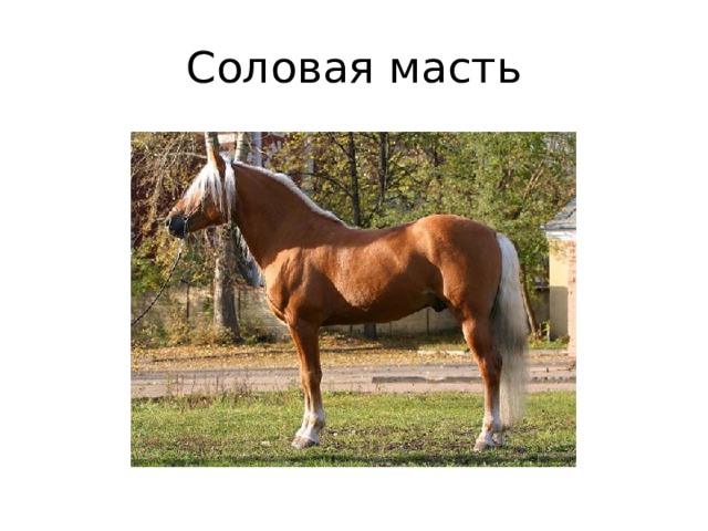 Соловая масть 