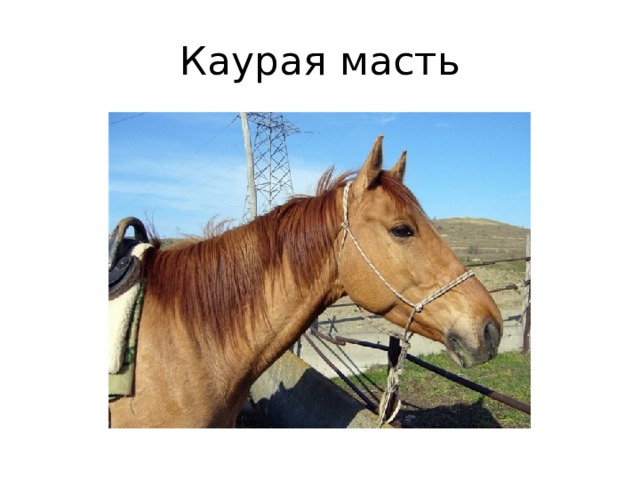 Каурая масть 