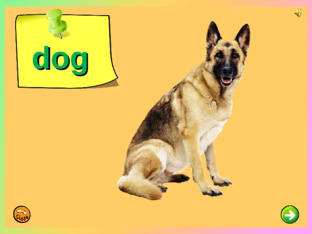 dog