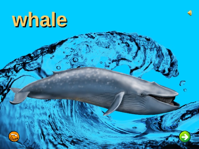 whale