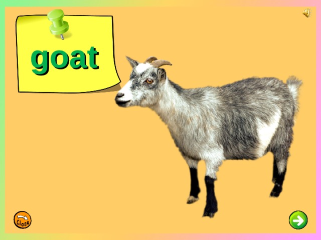 goat
