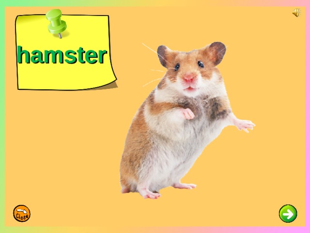 hamster