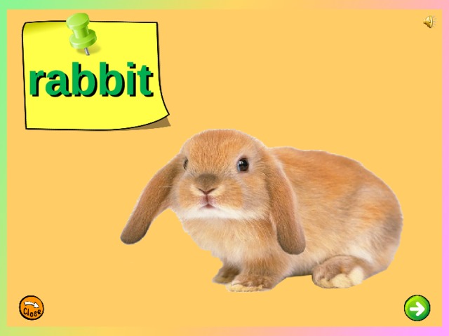 rabbit