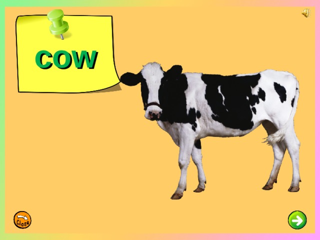 cow