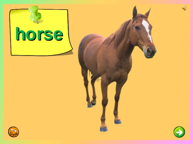 horse