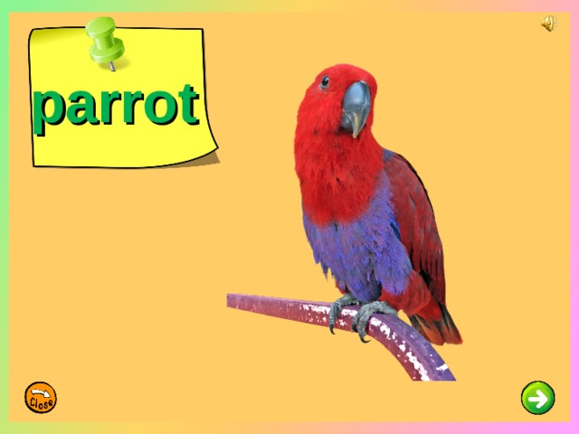 parrot