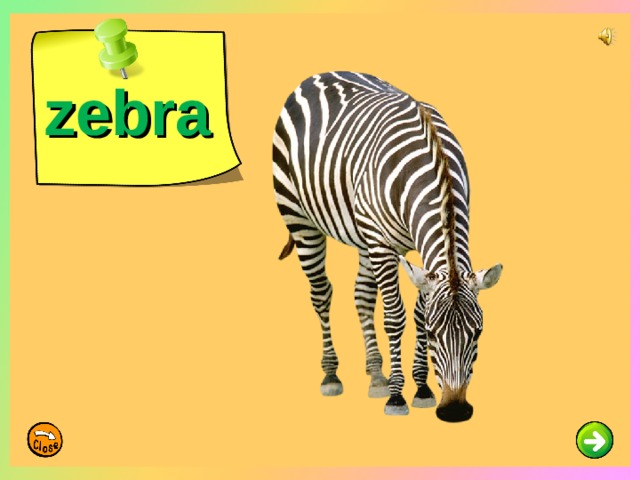 zebra