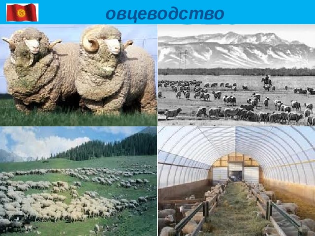  овцеводство 